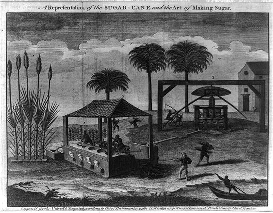 Enslaved people labor on a sugar plantation. John Hinton